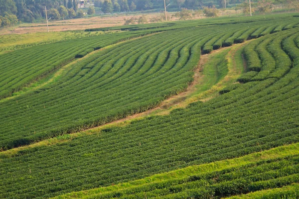 Green Tea Plantation Fields — Stock Photo, Image