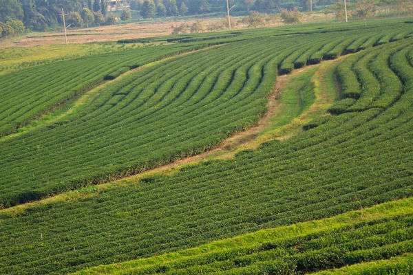 绿茶叶种植园字段 — 图库照片