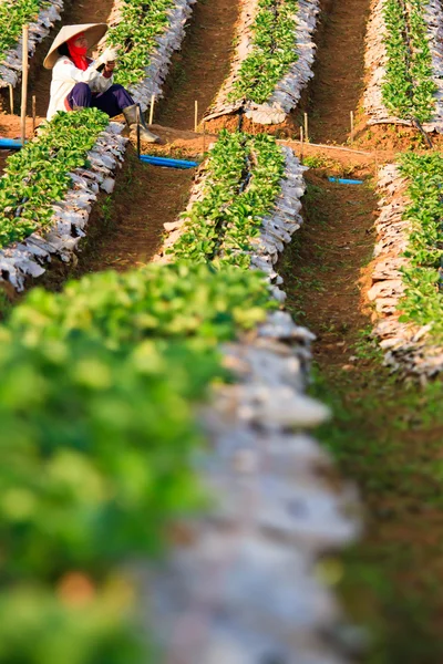 Strawberry Plants field on the Mountain — Stock Photo, Image