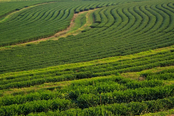 Champs de plantation de thé vert — Photo