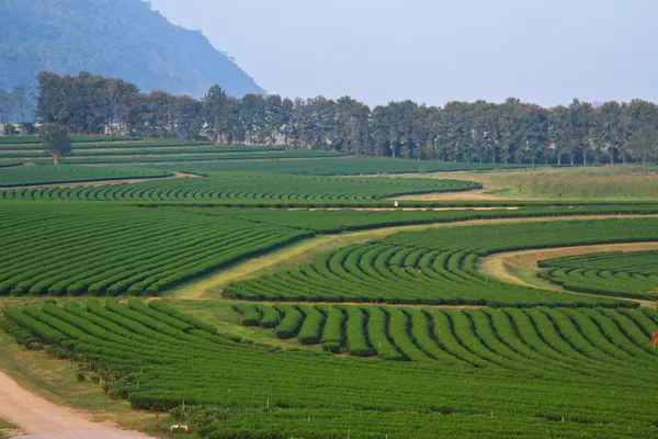 Campos de plantación de té verde —  Fotos de Stock