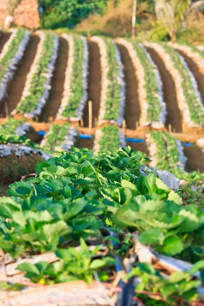 Strawberry Plants field on the Mountain — Stock Photo, Image