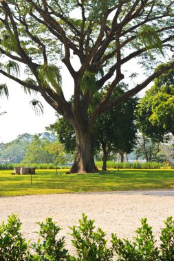 Orman ağaçları. doğa yeşil ahşap arka planlar
