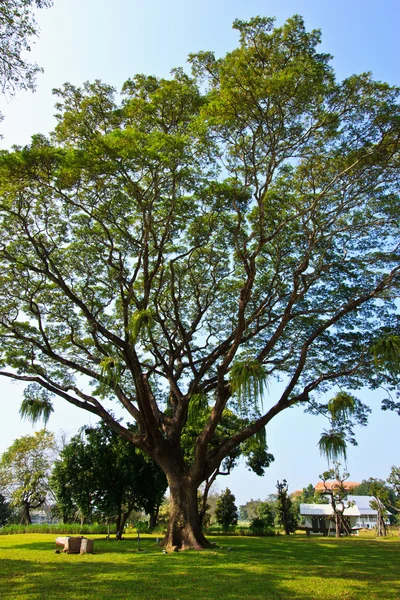 Árvores da floresta. natureza verde fundos de madeira — Fotografia de Stock