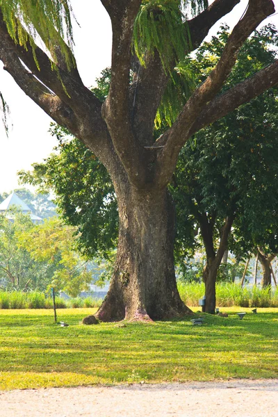 Δέντρα δάσους. φυσικό πράσινο φόντο ξύλο — Φωτογραφία Αρχείου