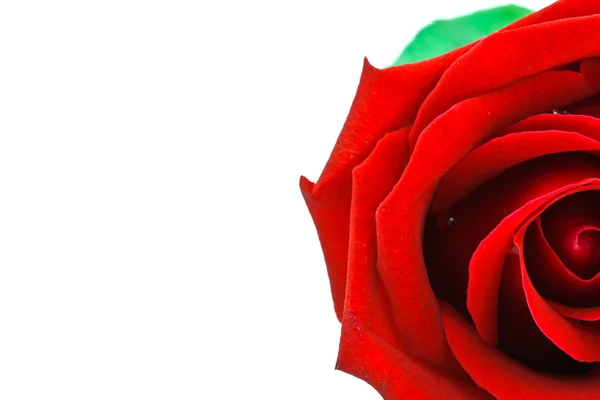 Red rose on white background — Stock Photo, Image