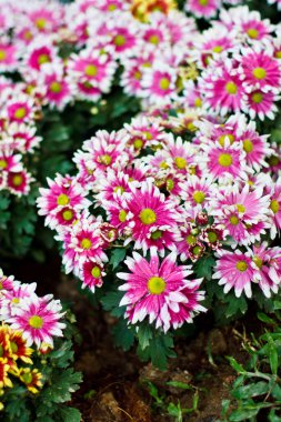 güzel pembe çiçek arka plan