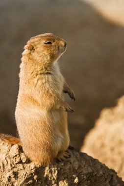 şirin zemin sincap mini Hayvanat Bahçesi Parkı