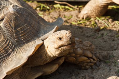 sulcata kaplumbağa mini Hayvanat Bahçesi