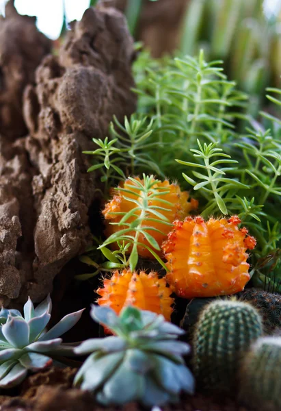 Кактус в Pot.Gymnocalycium mihanovichii (красный кактус ) — стоковое фото