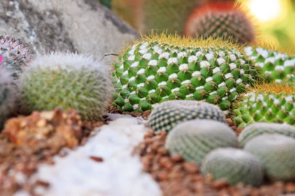 Cactus in pot.Gymnocalycium mihanovichii (red cactus) — Stock Photo, Image