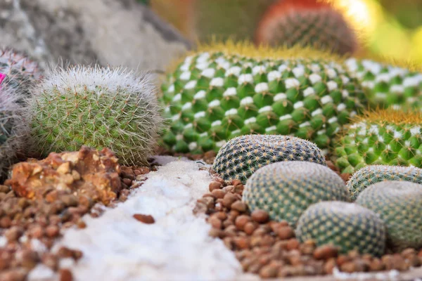 Cactus in pot.Gymnocalycium mihanovichii (red cactus) — Stock Photo, Image