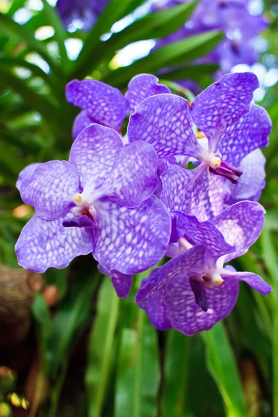 Granica kwiat orchidei (niebieski vanda) — Zdjęcie stockowe