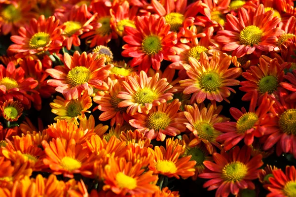 Vacker orange-gul blommig bakgrund — Stockfoto