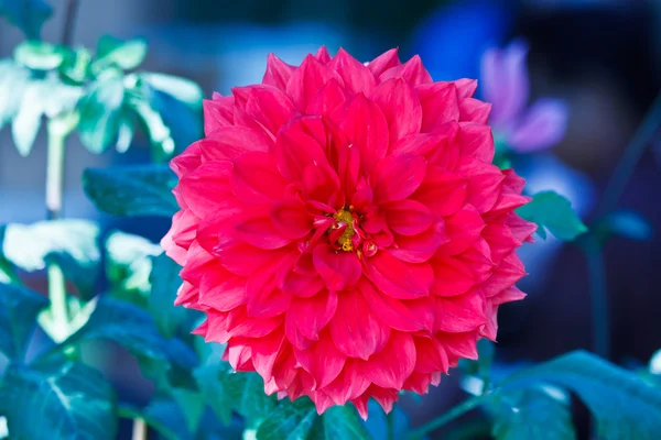 Närbild färgglada dahlia blomma röd — Stockfoto