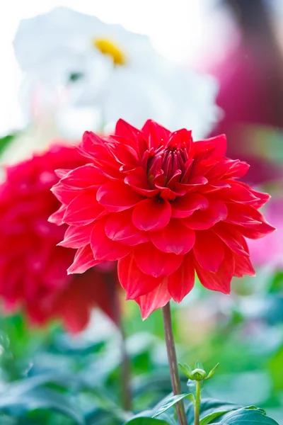 Κοντινό πλάνο Ντάλια πολύχρωμο λουλούδι κόκκινο — Φωτογραφία Αρχείου
