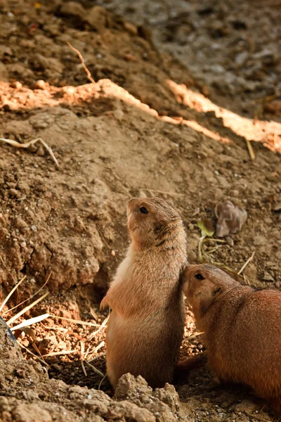 Linda ardilla de tierra en mini parque zoológico — Foto de Stock