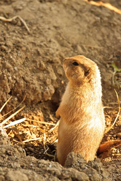 Linda ardilla de tierra en mini parque zoológico — Foto de Stock