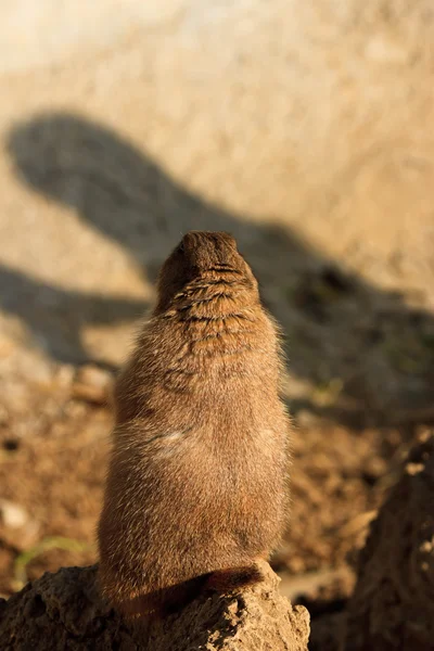 Linda ardilla de tierra en mini parque zoológico — Foto de Stock