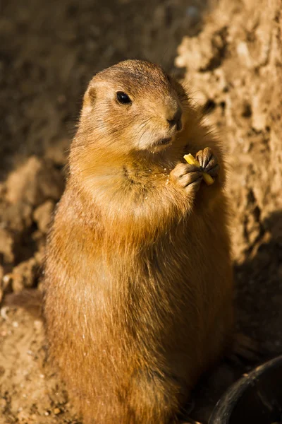 Carino scoiattolo di terra nel mini parco zoo — Foto Stock