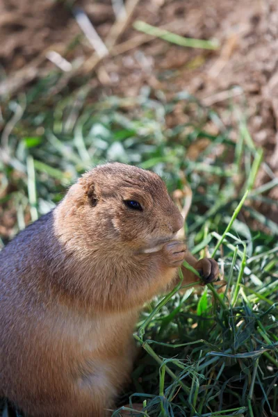 Linda ardilla de tierra en mini parque zoológico — Foto de Stock