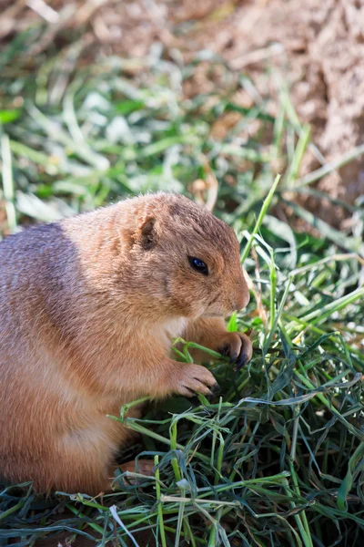 Carino scoiattolo di terra nel mini parco zoo — Foto Stock