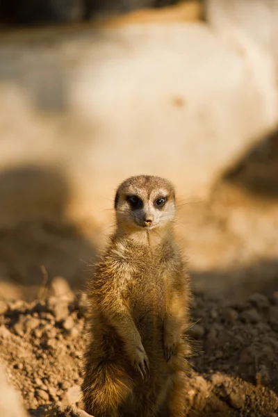 Roztomilá veverka kapská v mini zoo parku — Stock fotografie