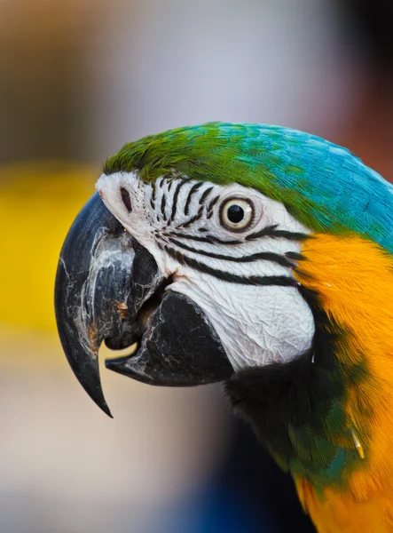 Doğal arka plan üzerinde papağan — Stok fotoğraf