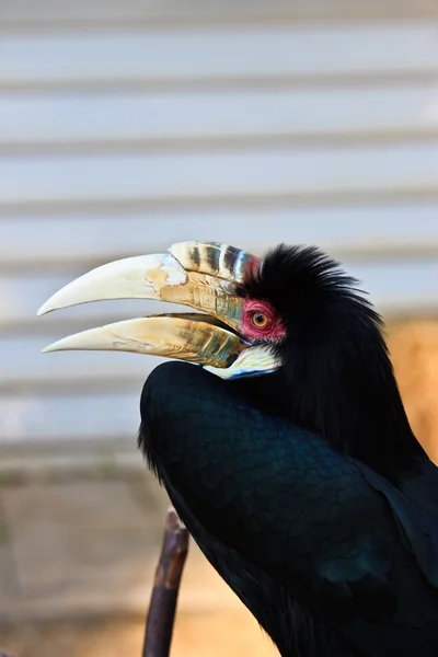 Primo piano del colorato uccello nero gigante — Foto Stock