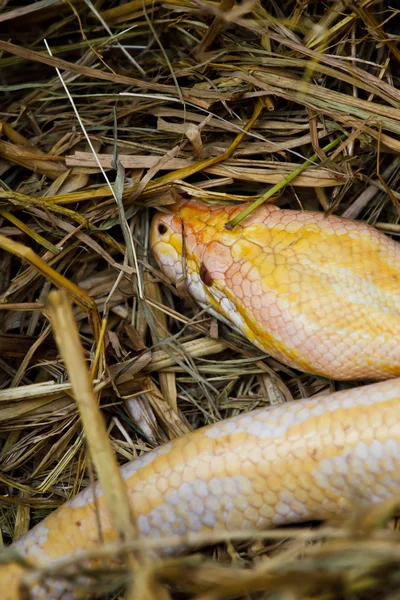Tiger Albino python snake closeup outdoor — Stock Photo, Image