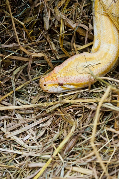 Tigre Albino python serpiente primer plano al aire libre —  Fotos de Stock