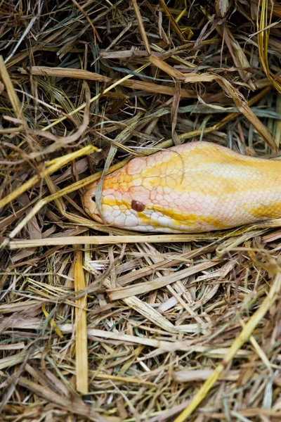 Tiger Albino python snake closeup outdoor — Stock Photo, Image