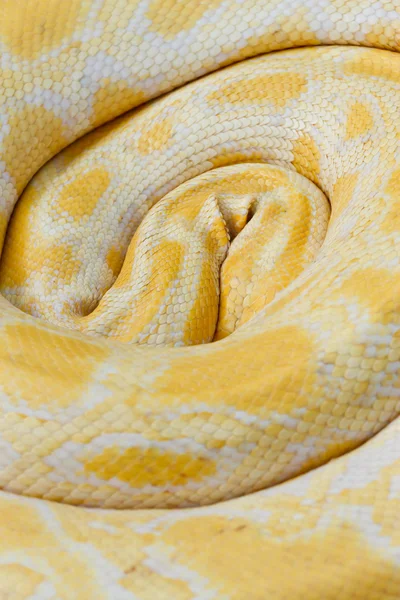 Tiger Albino python snake closeup outdoor — Stock Photo, Image