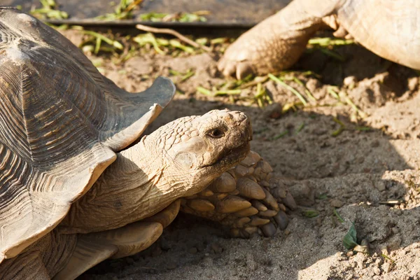 Sulcata Tortoise in mini zoo — Stock Photo, Image