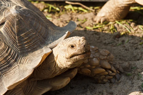 Sulcata Tortoise in mini zoo — Stock Photo, Image
