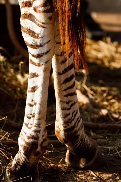 Detail van een zwarte en witte strepen op de huid van een zebra — Stockfoto