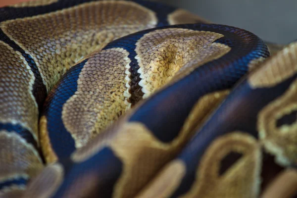 Python snake close-up — Stock Photo, Image