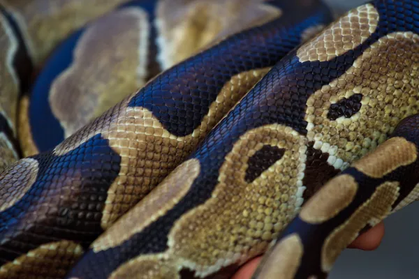 Python snake close-up — Stock Photo, Image