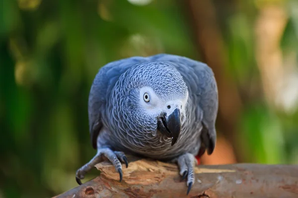 De Afrikaanse Grijze Papegaai (psittacus erithacus) — Stockfoto