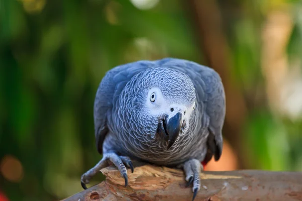 De Afrikaanse Grijze Papegaai (psittacus erithacus) — Stockfoto