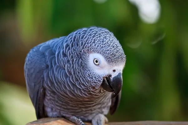 The African Grey Parrot (Psittacus erithacus) — Stock Photo, Image