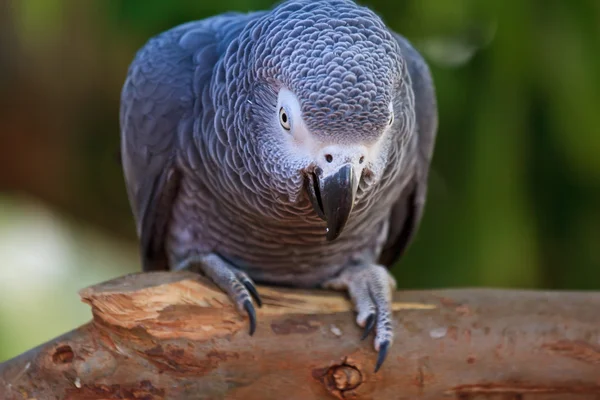 The African Grey Parrot (Psittacus erithacus) — Stock Photo, Image