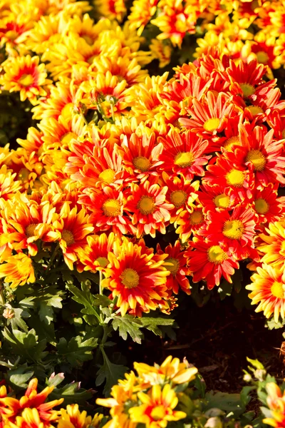 Vacker orange-gul blommig bakgrund — Stockfoto