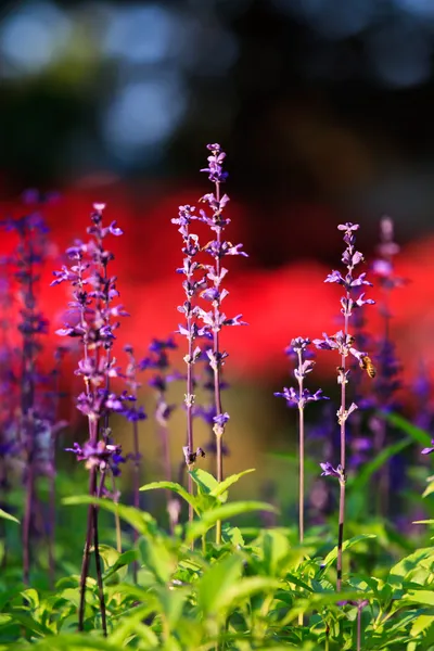 Purple lavender flowers in the field — Stock Photo, Image