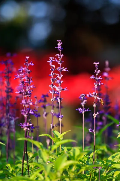 들에 있는 자주색 라벤더 꽃 스톡 사진