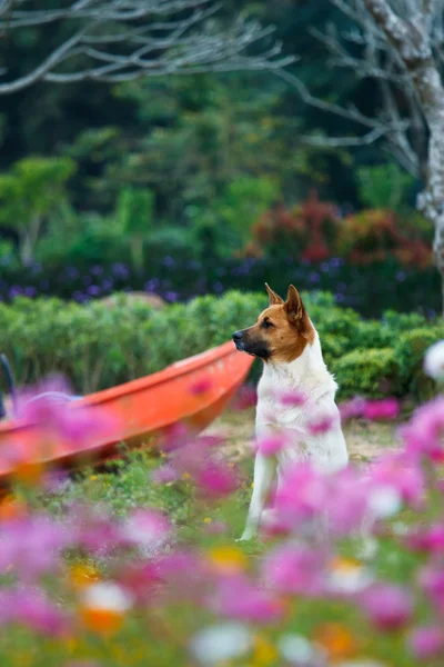 avcılık köpek parkı içinde taze yeşil çimenlerin üzerinde 