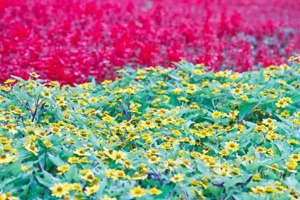 Flor no jardim da Tailândia — Fotografia de Stock