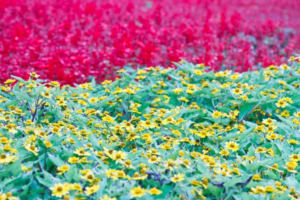 Fleur dans le jardin de thailand — Photo