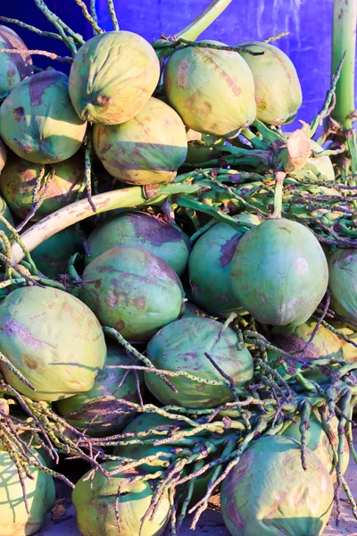 Perto de um cocos em um contexto — Fotografia de Stock