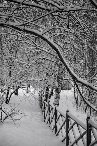 Árvores Cobertas Neve Uma Cerca Dia Inverno Gelado — Fotografia de Stock